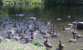 Fisher-ducks in Stanley Park, Vancouver