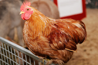 <b>chickens</b> may occasionally fly briefly to explore their surroundings ...