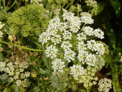 細葉零餘子的花序