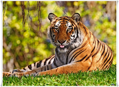 bangal tiger