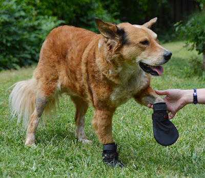 traction grip boots for senior dogs