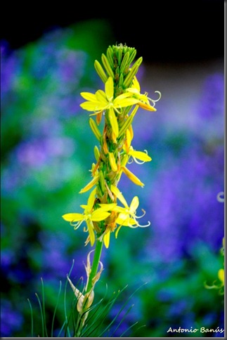 3_DSC4816x1asphodeline liburnica