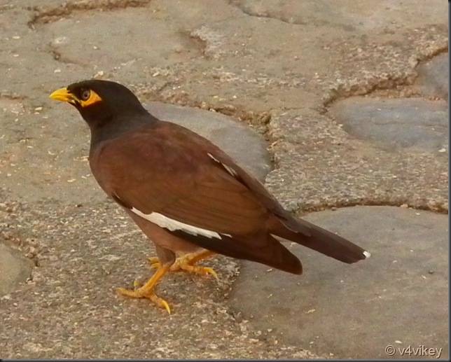  Common Myna 