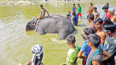 সাড়ে ১১ ঘণ্টা পর উদ্ধার ‘আলী বাহাদুর’