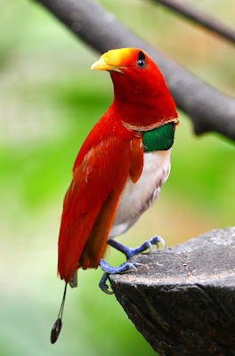 King Bird of Paradise, Cicinnurus Regius, Paradisaeidae Family.