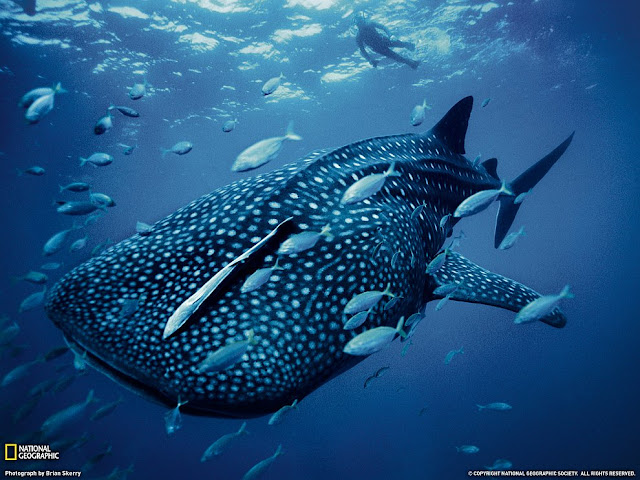 Whale Shark, Australia