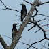 Yellow-tufted Woodpecker, Carpintero de Penacho Amarillo