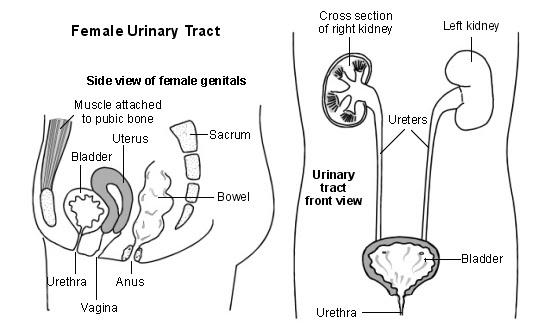 Ubat Antibiotik Untuk Kencing Kotor - Bertanya c