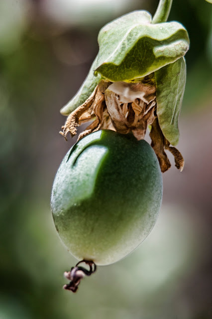 Fruto de la flor de la pasión en fotosmacro.blogspot.com