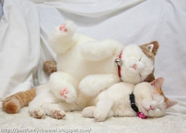 White cat and toy.