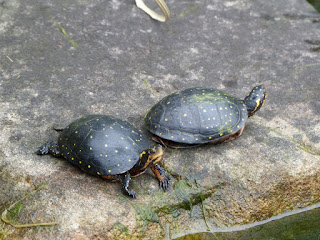 Tortue ponctuée - Clemmyde à gouttelettes - Clemmys guttata