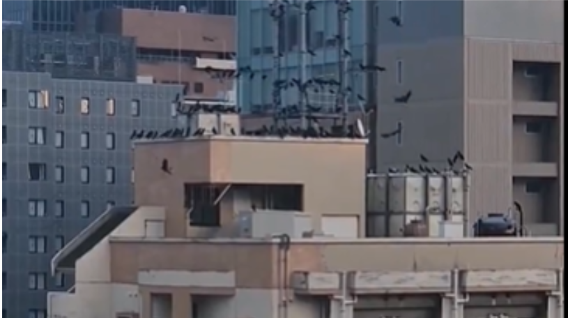Fukuoka Earthquake Aftermath: Crows Gather As Tsunami Warning Lifted