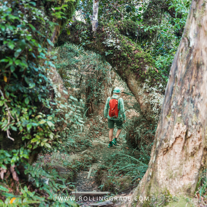 Ayer Hitam Forest Reserve hiking