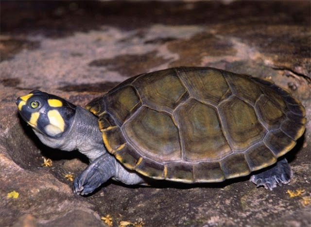 History of side-necked turtle diversification revealed