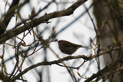 Fjoertûfke - Vuurgoudhaan - Regulus ignicapilla