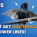 on video Why don't birds get electrocuted on power lines?