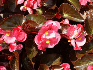 Begonia semperflorens ‘Big Bronze Leaf Rose’ 