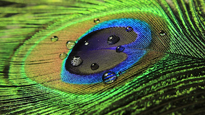 beautiful-colorful-peacock-feather-with-raindrops