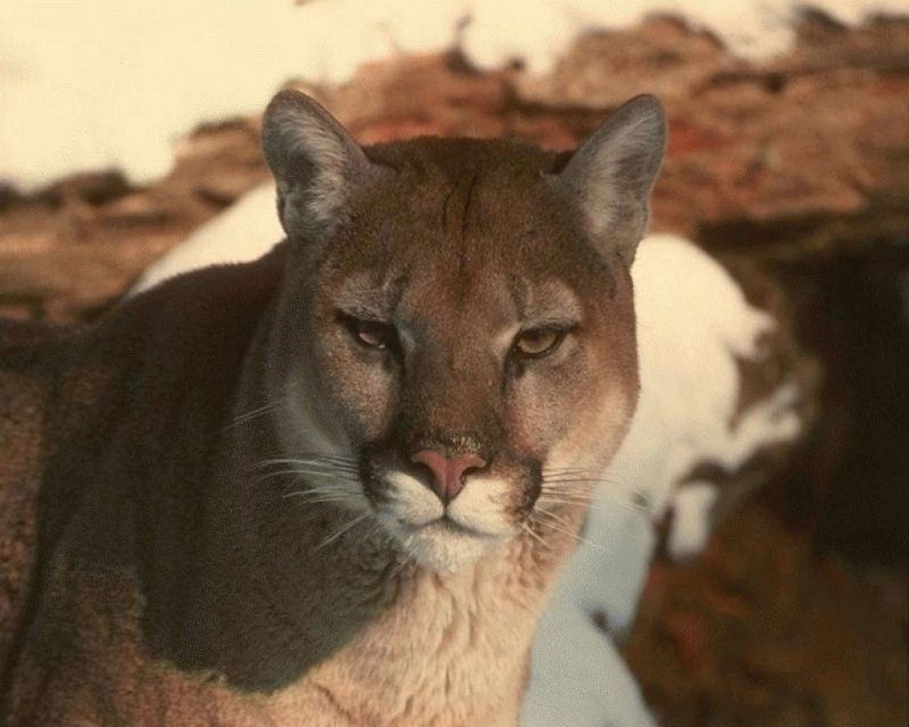 Best Jungle Life: Puma & Puma Pics and Puma Wallpapers