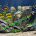 Dream Aquarium v1.234 Full version Free Download
