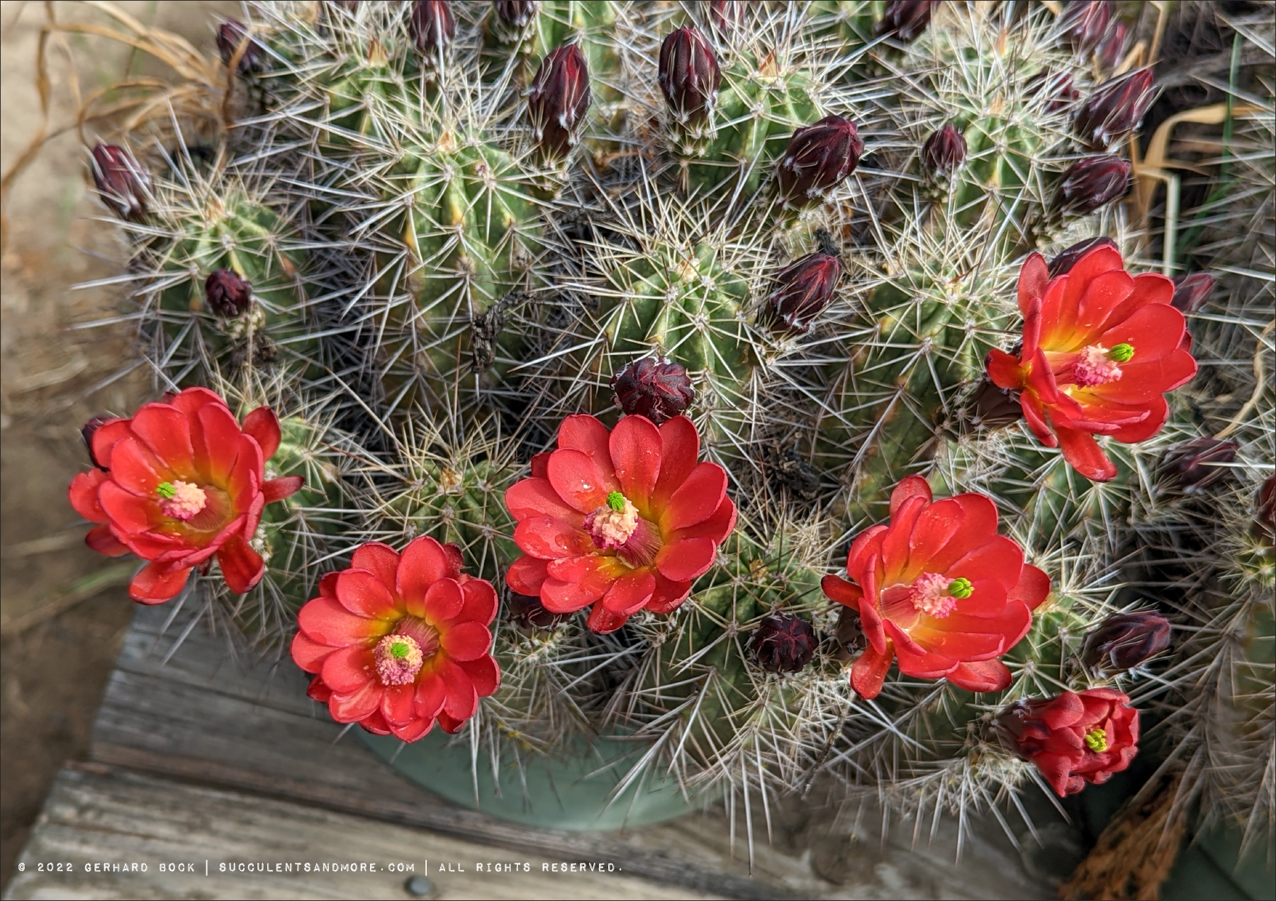 Cactus Flower Extravaganza In Pink