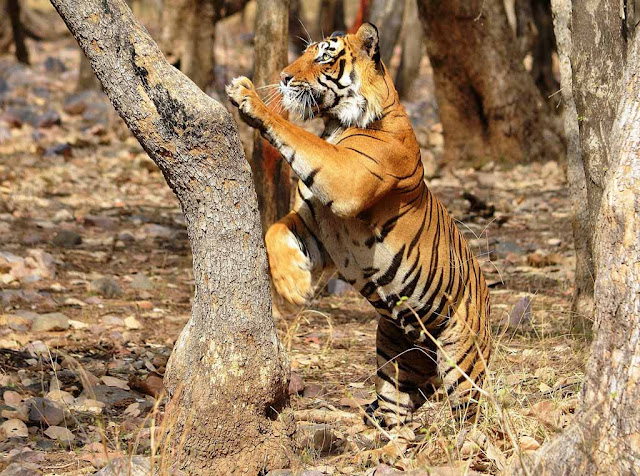 Witness of the Most Endearing Tiger Feat Ever at Ranthambore National Park