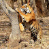 Witness of the Most Endearing Tiger Feat Ever at Ranthambore National Park