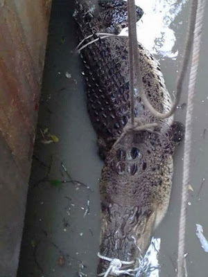 Stunning 20 Feet Crocodile Dies After Fire Fighters Fought  For 10 Hours To Rescue It