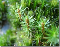 polytrichum-tip-web