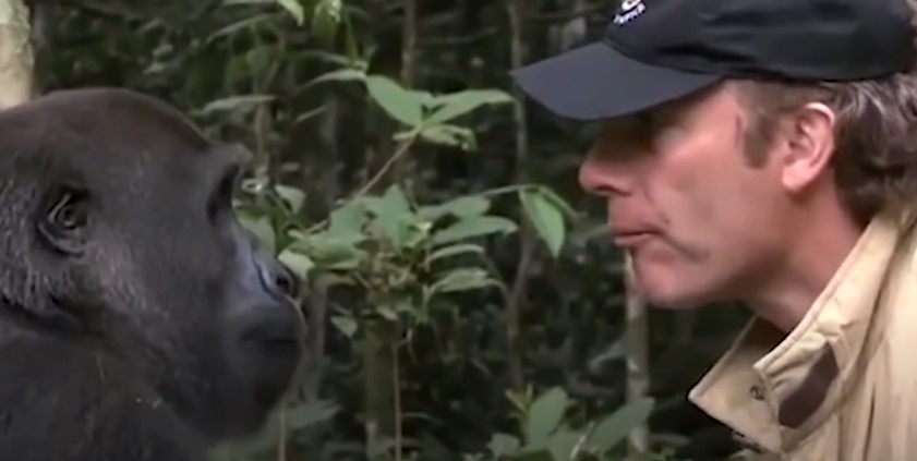 everyone warned him not to meet the gorilla he raised