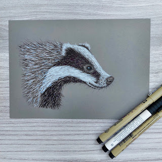 Badger drawn in Faber Castell Pitt artists pens in black and white, on grey toned paper