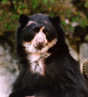 spectacled bear