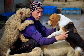 Chinese Woman Adopts 1500 Dogs, 200 Cats Seen On www.coolpicturegallery.us