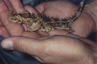 About Thorny Devil, Desert Monsters with Sharp Scales