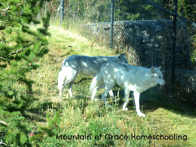 Grizzly & Wolf Center