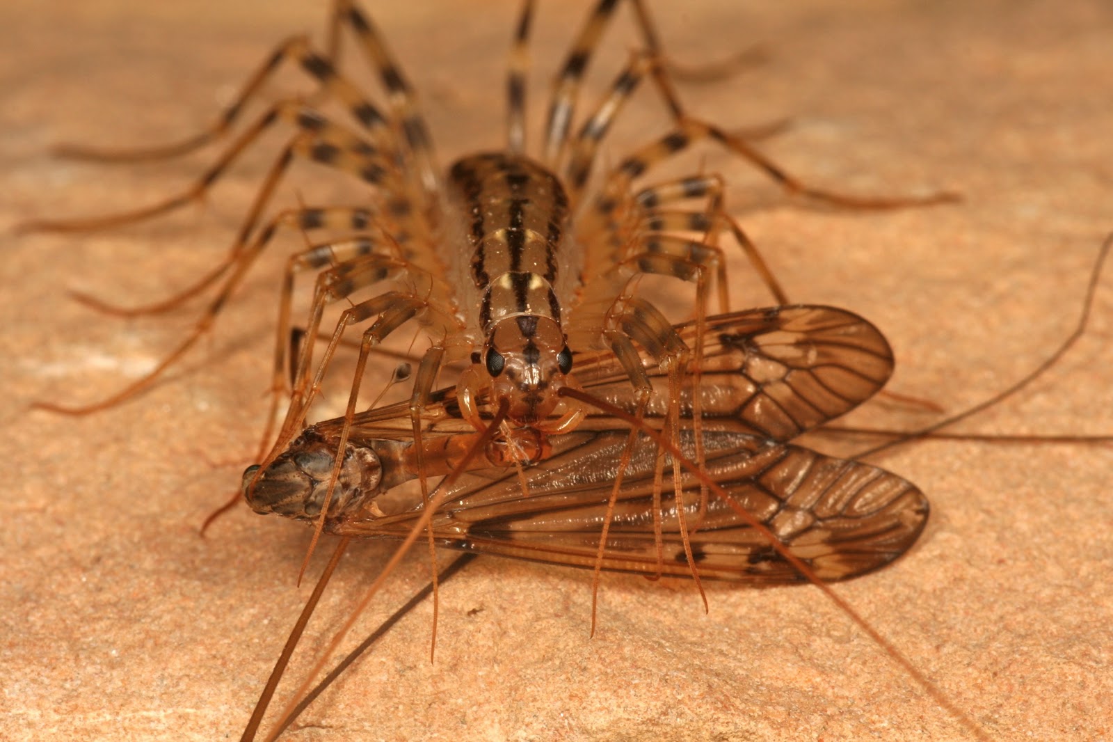 The Science Man's Blog: The House Centipede