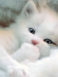 Cute And Funny Images Of White Kitten 15
