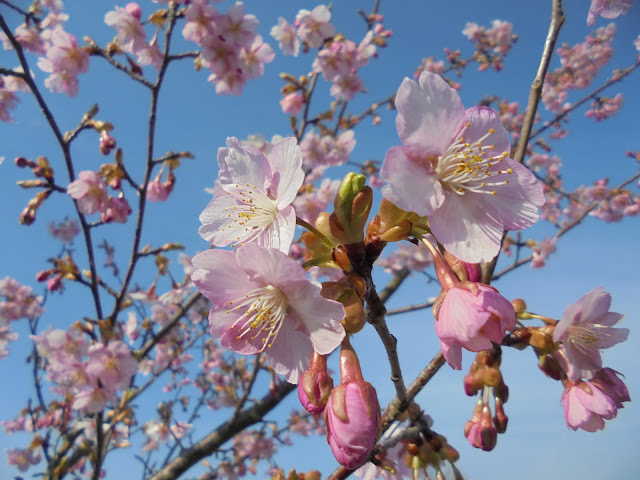 河津桜