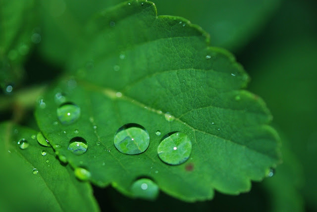 Water Drop Droplets HD Live Wallpaper