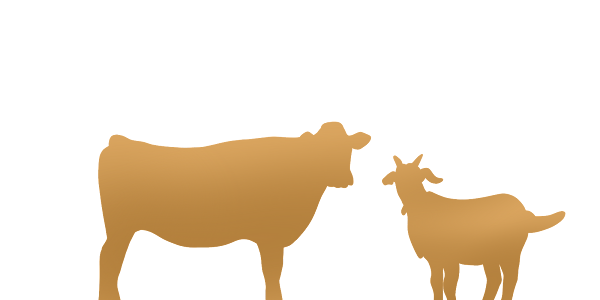 Perbandingan Anatara Ternak Sapi dan Kambing