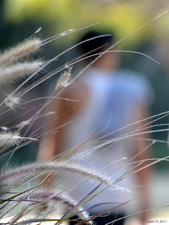 depth of field grass