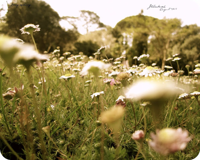 Spring Awakening. (Stellenbosch, 2011)