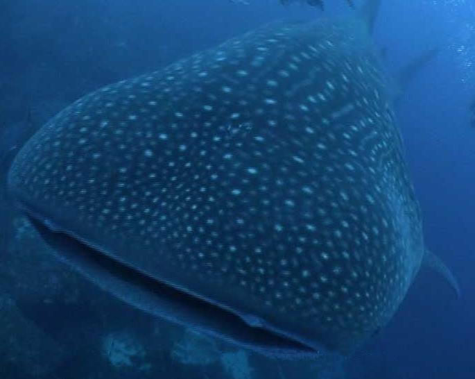 whale shark images. Donsol - Whale Shark Capital