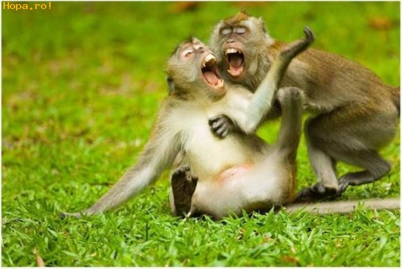 Animals Laughing Funniest Pictures-Images