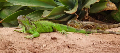 Las iguanas verdes en el Jardín de Cactus de Crocopark.