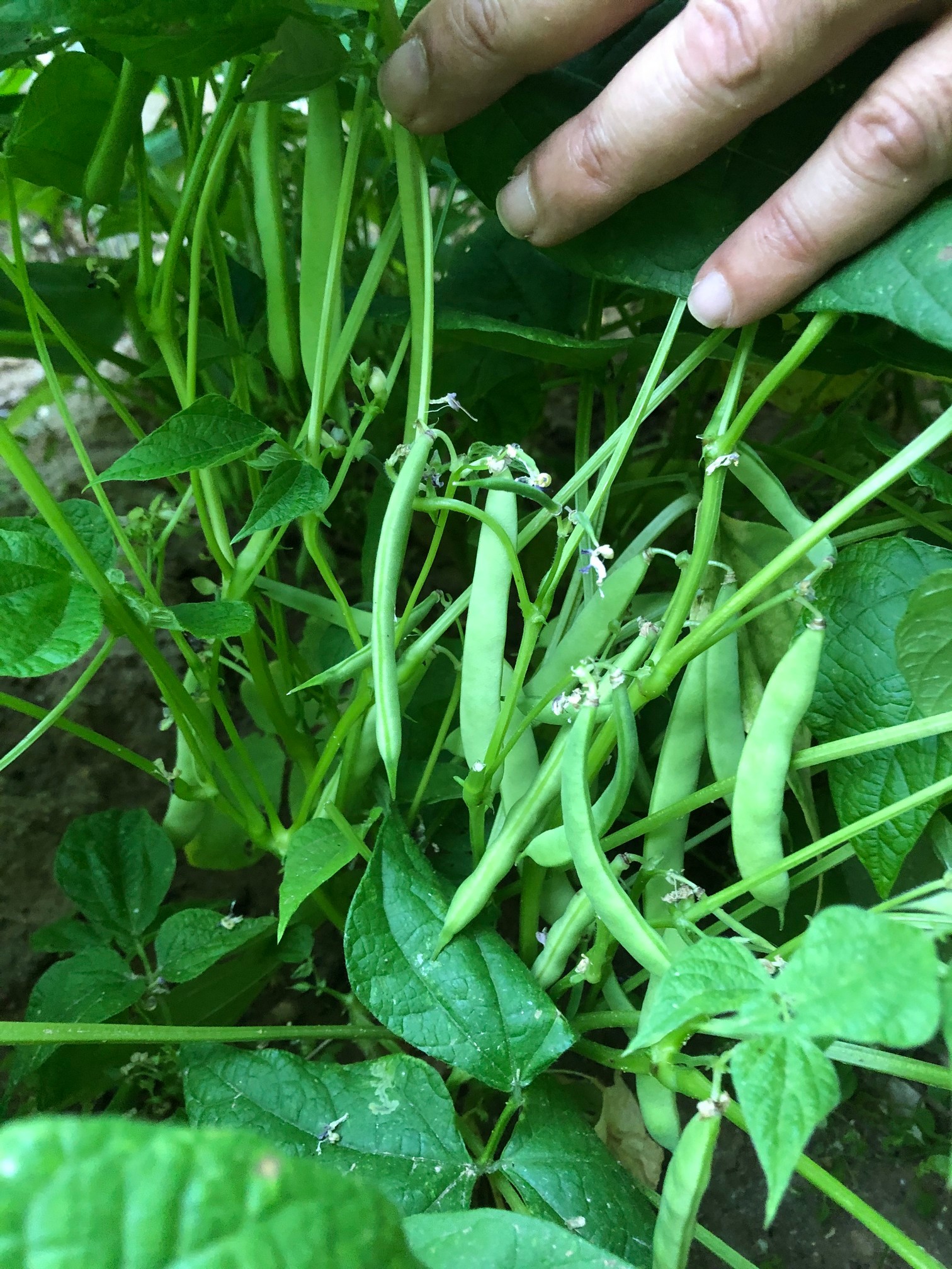 Once established, black turtle beans don’t need supplemental fertilizer as they fix their own nitrogen.
