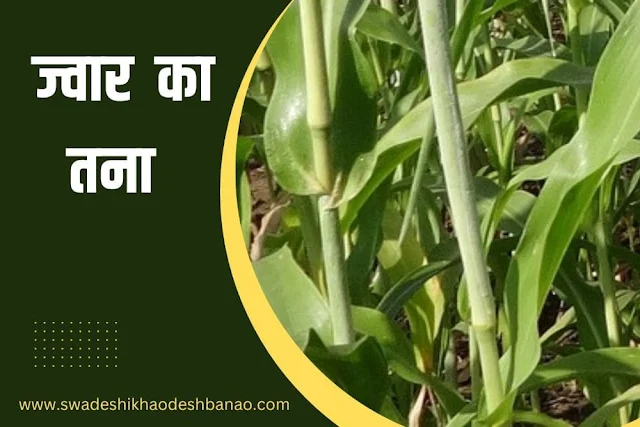 Sorghum stalk in Hindi