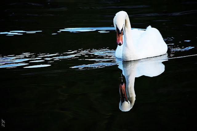 Schwan in Nahaufnahme