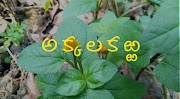 ౪ అక్కలకఱ్ఱ - 🍃 సంజీవని ఔషధ వనం 🌱 వన మూలికా వైద్యం 🍂 - అకారకరభ 