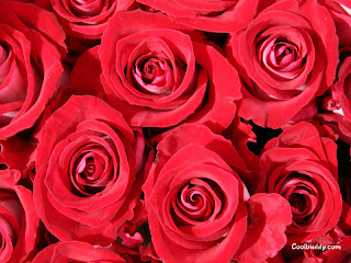 Red Roses Wallpaper